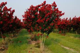 lagerstromeria indika ( Oya )